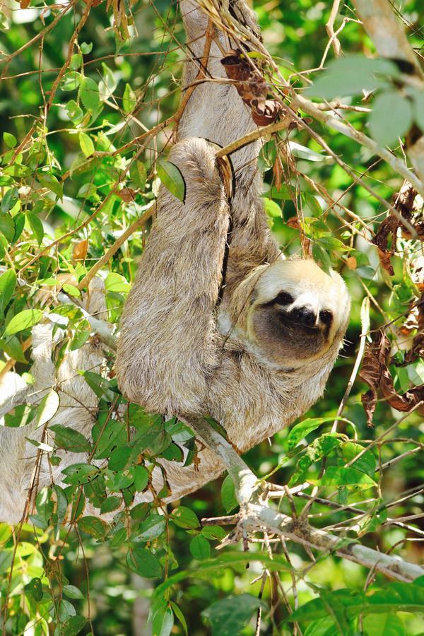 Vila De Alter Pousada Boutique Amazonia Alter do Chao Zewnętrze zdjęcie